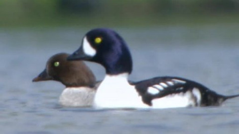 Hvězdy zvířecí říše - 20/32 Nejchytřejší pták