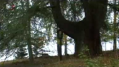 Živé srdce Evropy - Petrovický modřín