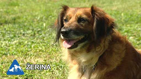 Chcete mě? - Chcete je?