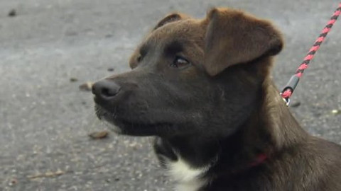 Chcete mě? - Chcete je?