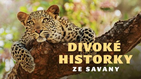 Divoké historky ze savany