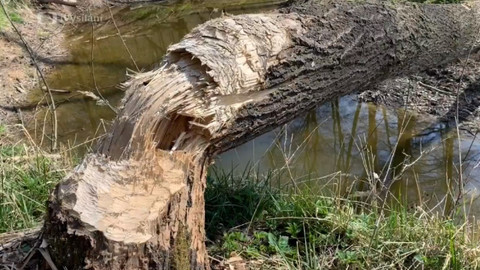 O bobrovi evropském a o ekosystémovém inženýrství