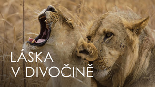 Láska v divočině