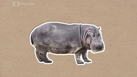 To je něco! - Hroší mléko je růžové!