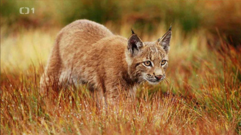 Toulavá kamera - 1. srpna 2021