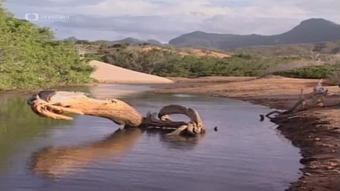 Dětská encyklopedie světa - 13/21 Dřevo