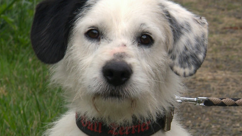 Chcete mě? - Chcete je?