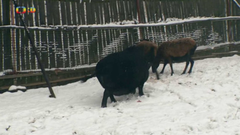 Terčin zvířecí svět - 26. března 2021