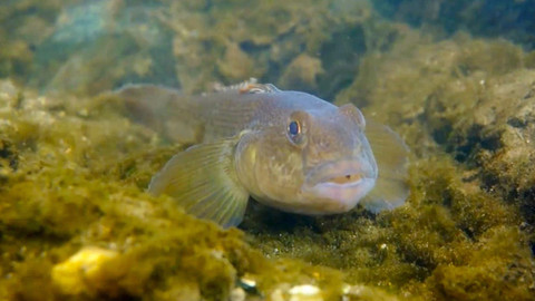 Příběhy zvědavých přírodovědců - 9/10 Cestující ryby aneb O hlaváčích