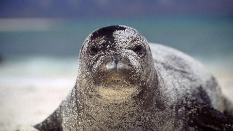 Zvířecí kameramané - Epizoda 8/13