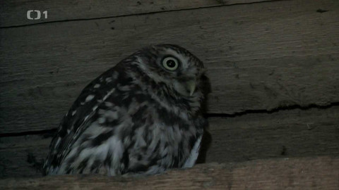 Živé srdce Evropy - Sýček obecný