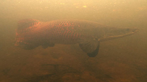 Tajemství divočiny VI. - 13/13 Arapaimy, vládci amazonských vod