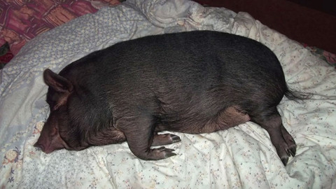 Pološero - Z chlívku do postele