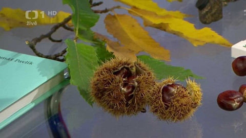 Sama doma - 5. října 2022