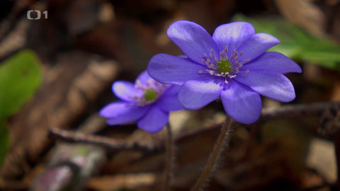 Kořeny lesa - Epizoda 17/40