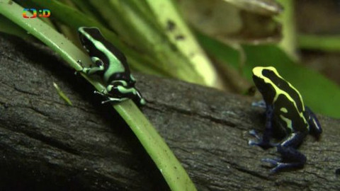 Atlas zvířat - Atlas zvířat