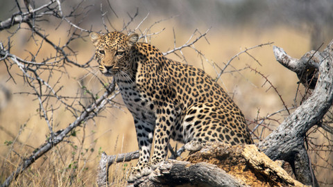 Africká abeceda - L – levhart