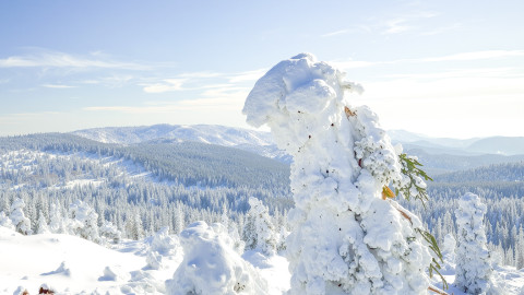 Sněhové zpravodajství - 21. ledna