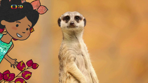 Velká kniha o zvířátkách - Epizoda 48/52