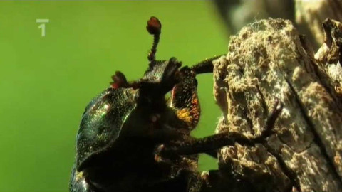 Živé srdce Evropy - Páchník hnědý