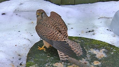 Chcete mě? - 30. ledna 2009