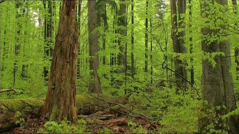 Živé srdce Evropy - Žofínský prales