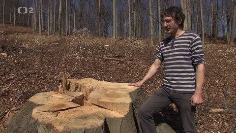 Nedej se! - Naděje pro bučiny