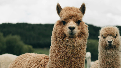 Test iV - Test iV 2025