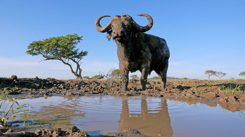 Serengeti - 3/6 Serengeti