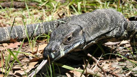 60 zvířecích zabijáků - Epizoda 5/20