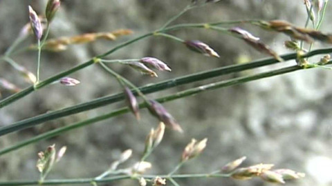 Živé srdce Evropy - Lipnice jesenická