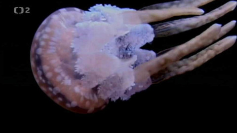 Dobrodružství vědy a techniky - Nebezpečné krasavice