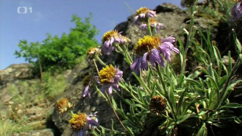 Živé srdce Evropy - Hvězdnice alpská