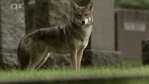 Dobrodružství vědy a techniky - Východní kojoti - noví psovití kříženci mezi námi