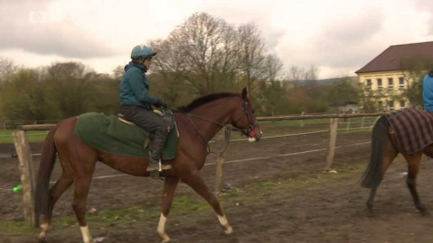 Turf - 29. června 2017