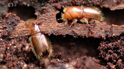 Minuty z Krkonoš - Příběh kůrovce