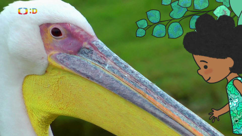 Velká kniha o zvířátkách - Epizoda 43/52