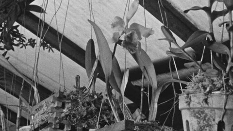 Krajové vysílání - Botanická zahrada