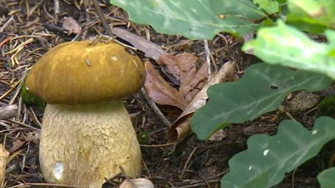 Týden v regionech (Ostrava) - 18. září 2021