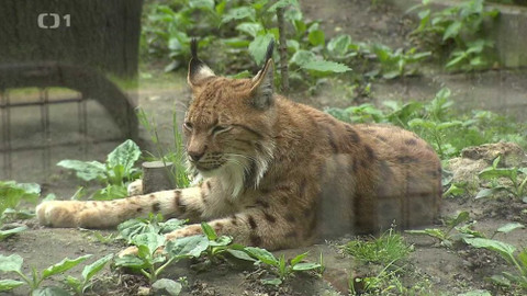 Týden v regionech (Ostrava) - 23. května 2020