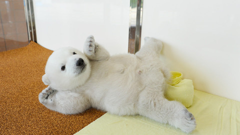 Příběhy zvířecích miminek - Epizoda 2/6