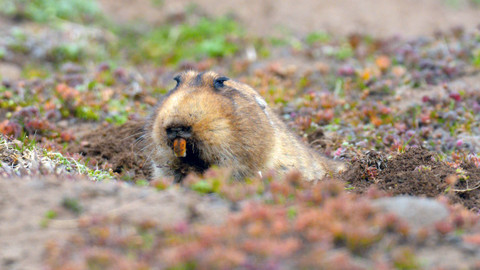 Příběhy zvědavých přírodovědců - 1/10 Africká expedice aneb O drobných savcích a virech