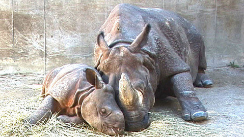 Příběhy zvířecích miminek - Epizoda 13/28