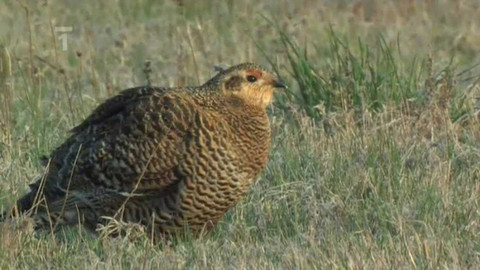 Živé srdce Evropy - Tetřívek obecný