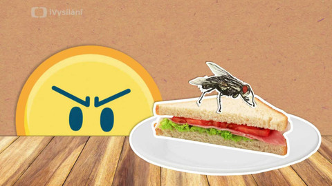 To je něco! - Proč si mouchy třou nohy?