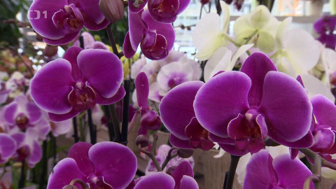 Polopatě - 16. února