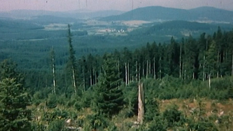 Lesy umírají tiše