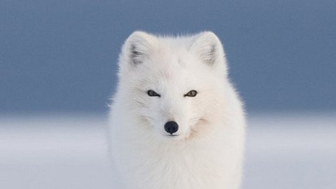 Hitparáda zvířecích zabijáků - 3/5 Deset nejodolnějších tvorů