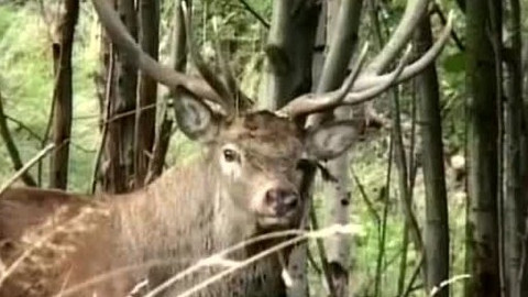 Tisíc let české myslivosti - 12. února 2009