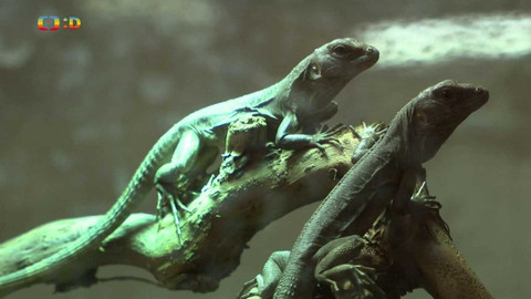 Terčin zvířecí svět - 27. října 2023